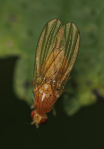 Tricholauxania praeusta